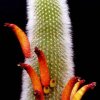 cleisocactus_brookeae